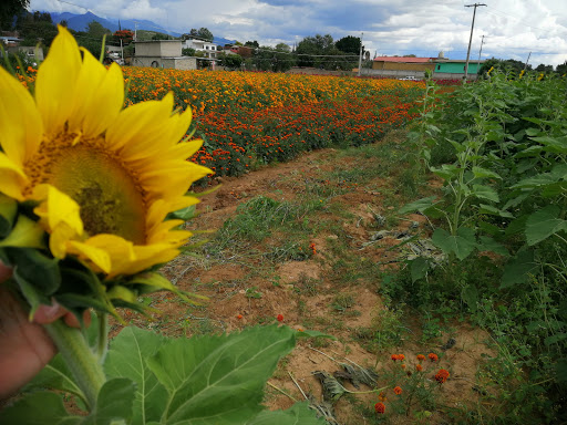 Campo de flores el carrizal
