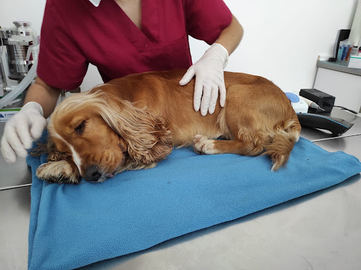 Clínica Veterinaria Valvet Actur