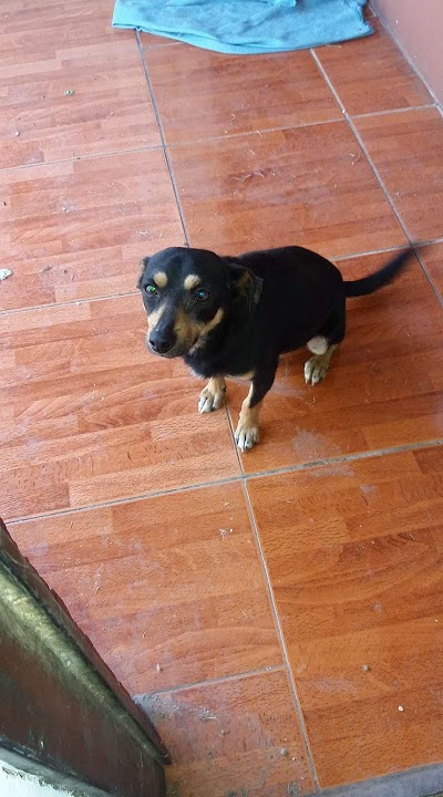 Photos of Consultorio Veterinario Municipal De Talca