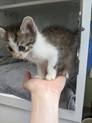 Parmer Lane Pet Hospital - Thumbnail