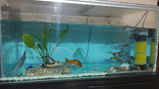Acuario Tortuga - Thumbnail