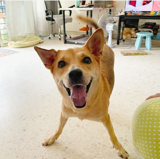 EverVet Veterinary Clinic (Bedok) - Thumbnail