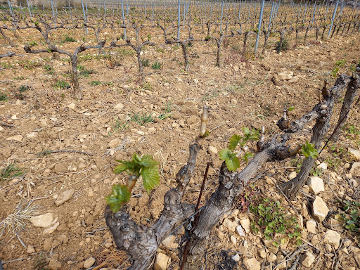 Bandol Wine Tours - Thumbnail