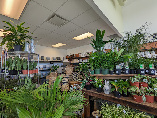 Treefrog Tropicals