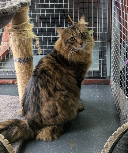 Greengarth Boarding Cattery