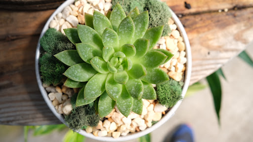Mosaic Home and Garden - Thumbnail