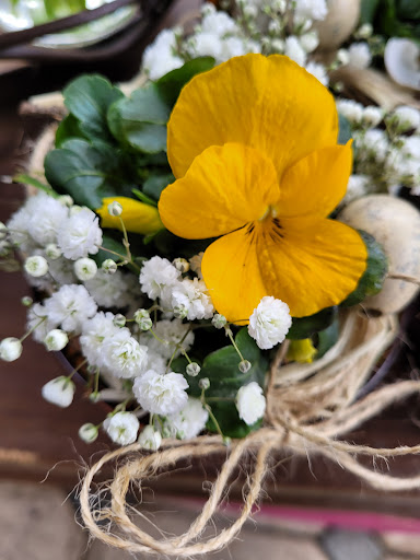 Kellerblüte - Visual