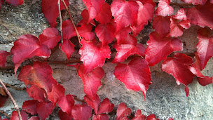 Photo n°3 de Domaine des Grattières à Hermonville (Chambre d'hôtes)