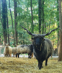 Photo n°23 de La Ferme du facteur Enchantée à Hauterives (Parc animalier et safari)
