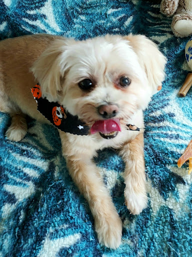 East Aurora Pet Boutique - Thumbnail