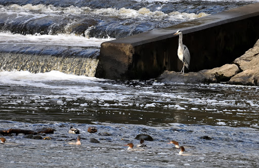 River Ure - Visual