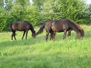 Photo n°10 de Equithérapie Bercé - Fabrice Bodet - équithérapeute en Sarthe à Pruillé-l'Éguillé (Centre de bien-être)
