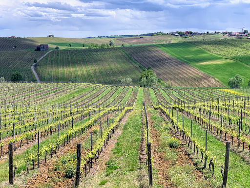 Cantina di Vicobarone - Thumbnail