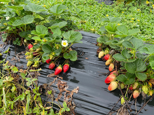 Berry World PYO Strawberries and Berry Good Thai Restaurant - Thumbnail