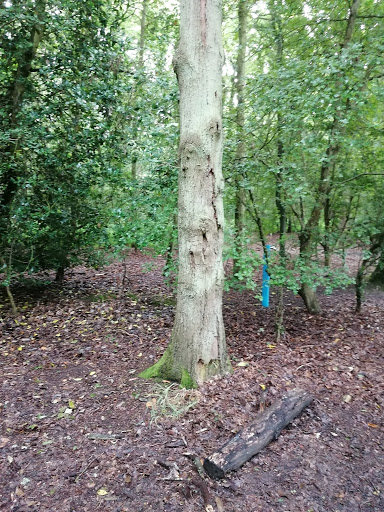 Riffhams Essex North East Girlguiding - Thumbnail