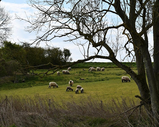 Dairymeade Farm Glamping - Thumbnail