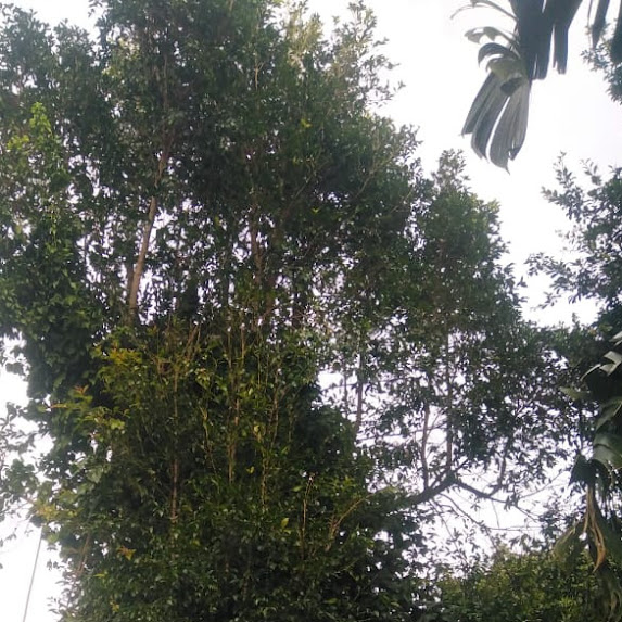 Brooklyn site clearance project, by experienced tree fellers. 