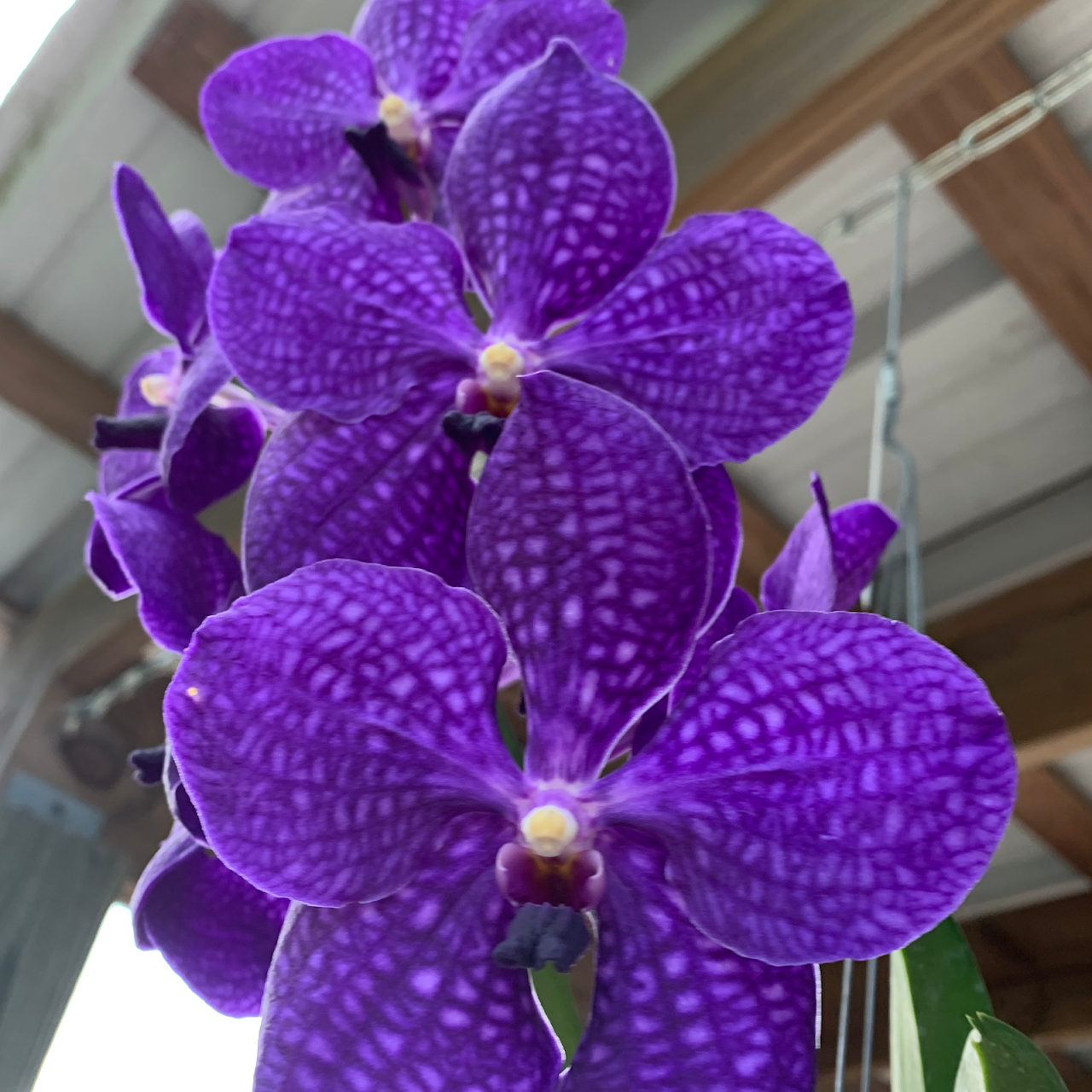 Vero Orchids Supplies Llc New Orchid Grower Nursery In Vero Beach