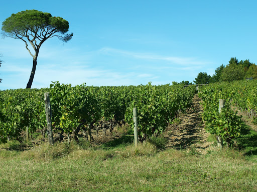 Château d'Epiré - Savennières - Thumbnail