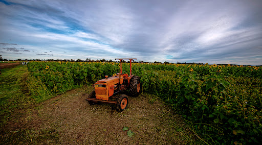 Hunter Valley Sunflowers - Thumbnail