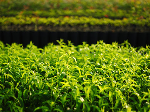 Viveros Alcatin - Foto 1