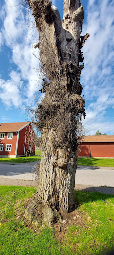 Museilägenheterna - Thumbnail