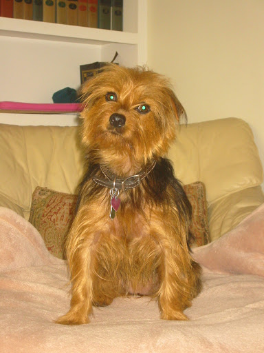 Central Jersey Veterinary Clinic - Thumbnail