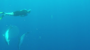 Photo n°4 de Observation dauphins Nage Animaux Marins Bateau Annett à Mandelieu-la-Napoule (Organisateur d'excursions d'observation des baleines)