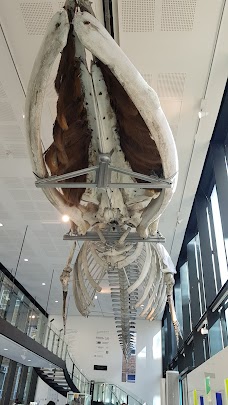 University Museum Of Zoology cambridge