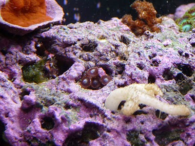 An Octopus Garden - Aquarium Store