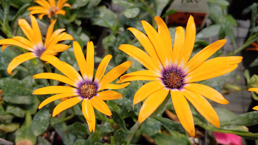 Country Garden Greenhouse - Thumbnail