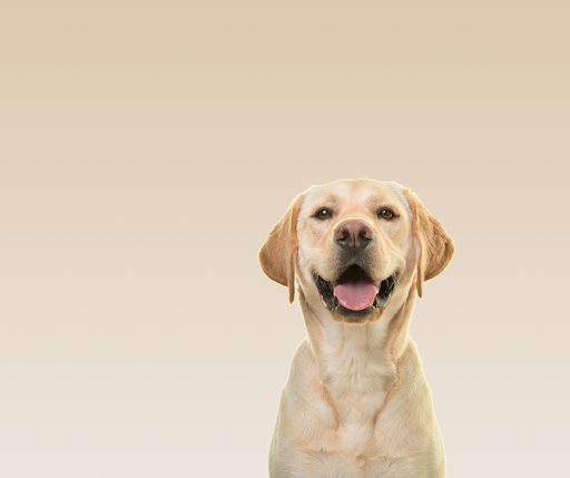 Calming Nature Pet Grooming, LLC
