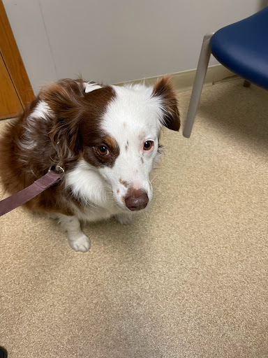 Shelby Veterinary Service, P.C.