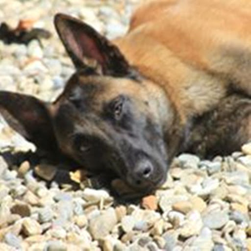 Photo de Dogs and Cats Lodges - Pension canine et féline à Saint-Épain (37800)