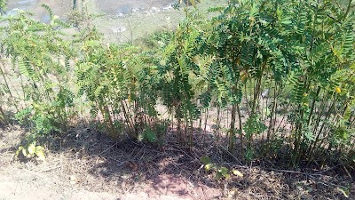 Photos of Mzuzu Coffee Suites