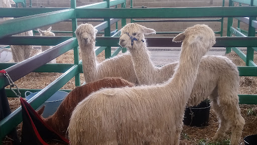 Canterbury Agricultural Park - Thumbnail