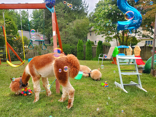 My Pet Alpaca - Thumbnail