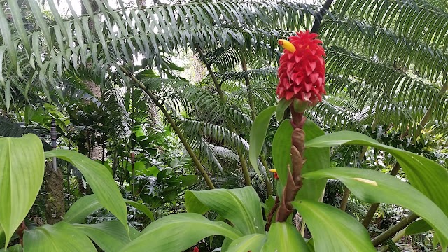 Cairns Botanic Gardens