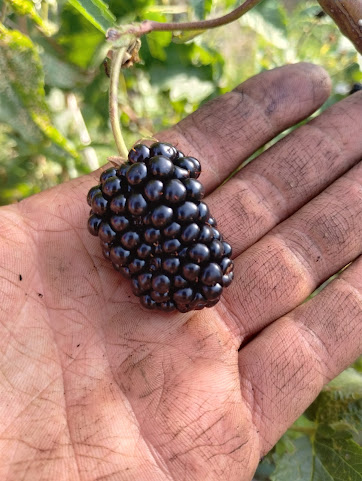 Coit Road Farmers Market by null