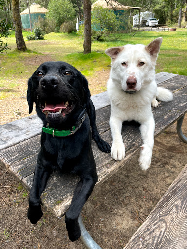 Pacific Northwest K9 Training - Thumbnail