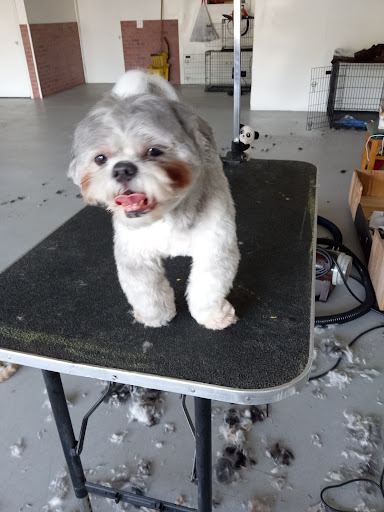 Push Pet Grooming - Visual