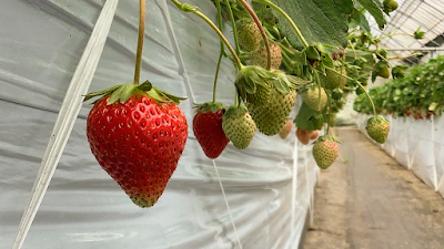 いちご園みどり