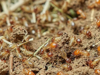 Photo de Montesquieu Termites Capricornes à Cabanac-et-Villagrains (33650)