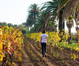 Photo n°6 de Beyond The Wine, Wine Tours Golfe de Saint-Tropez à La Croix-Valmer (Vignoble)