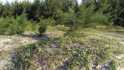 Photos of Red Crab Beach