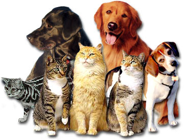 Petgazoo Pet Supplies - Thumbnail
