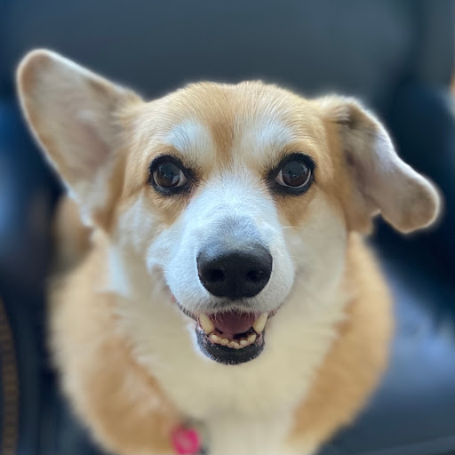 Flat Rock Pets - Personalized Pet Services