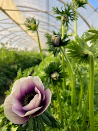 Photo n°1 de Ferme Fleurie SCEA à Tarascon (Magasin de produits de la ferme)