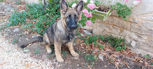 Photo n°10 de Les loups du Quercy à La Capelle-Balaguier (Éleveur de chiens)