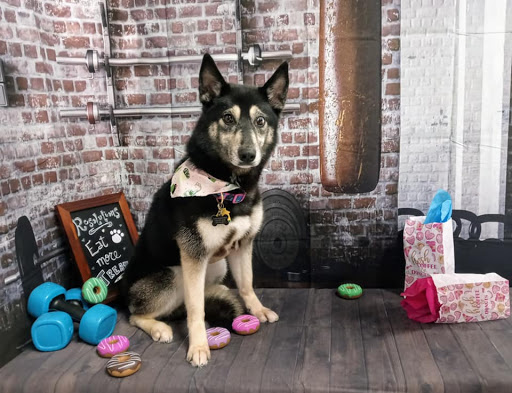Cosmic Canines Pet Salon & Spa - Thumbnail
